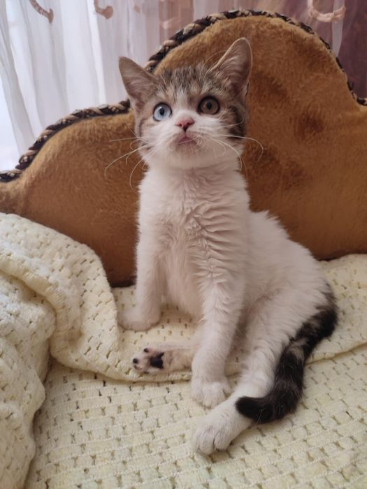 різноокій хлопчик