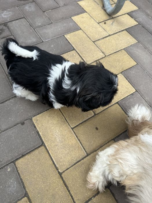 Cudny chłopczyk Shih-tzu.