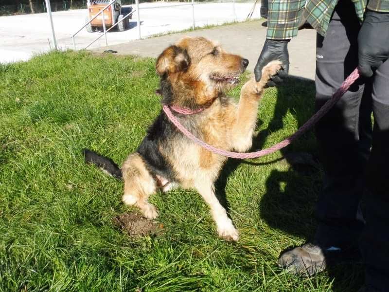 Pogodna, grzeczna, czuła, ładna kudłata sunia do adopcji