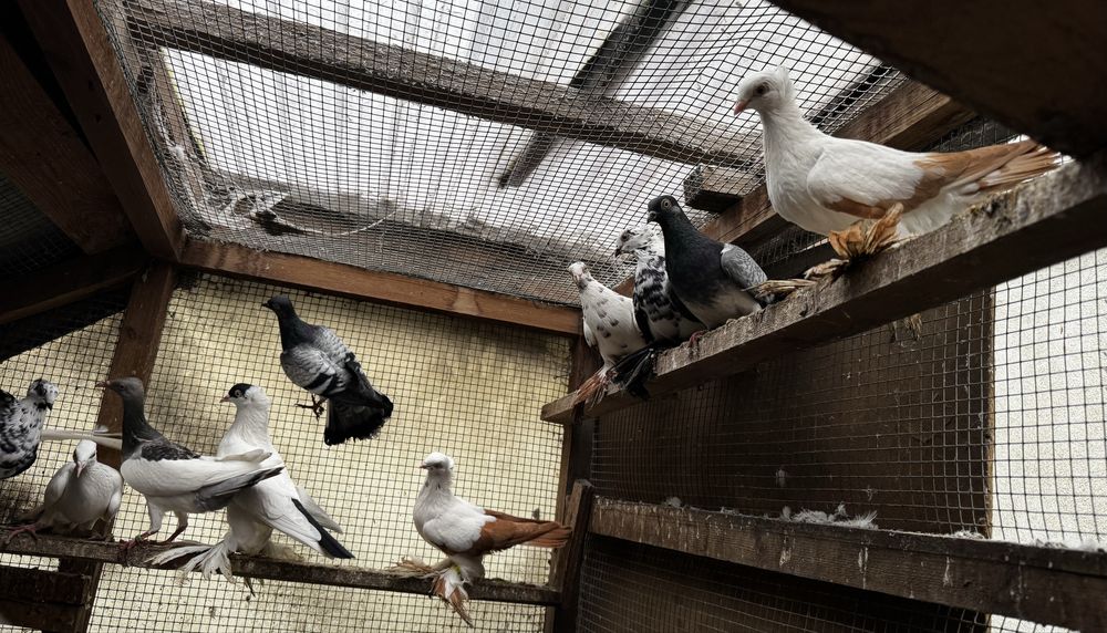 Gołębie hodowlane Raszyn