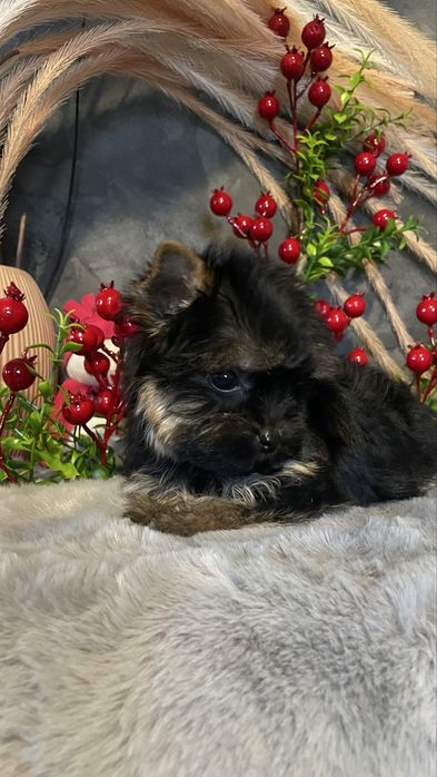 Йорочка-міні дівчинка