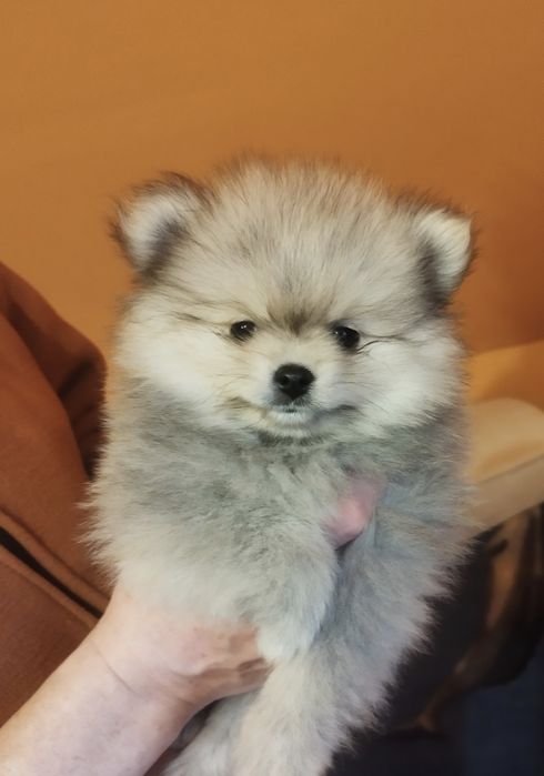 Zkwp Pomeranian szpic miniaturowy