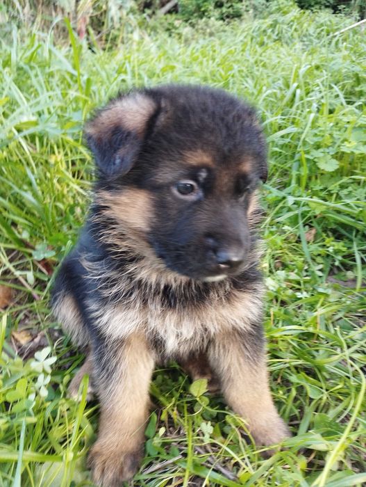 Cachorro Pastor Alemão.