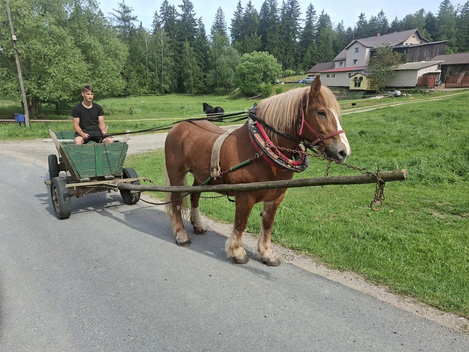 Sprzedam klacz zimnokrwistą