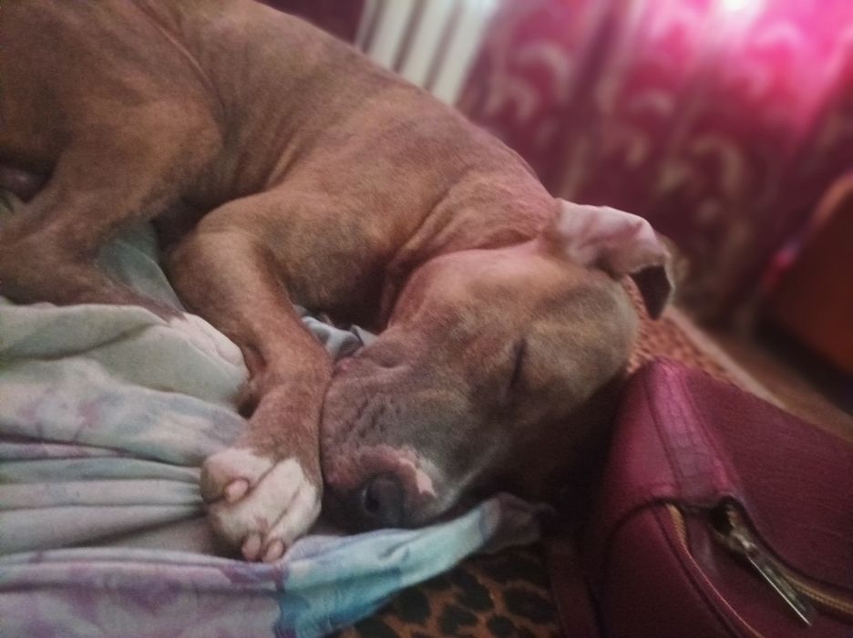 Питбуль в хорошие руки