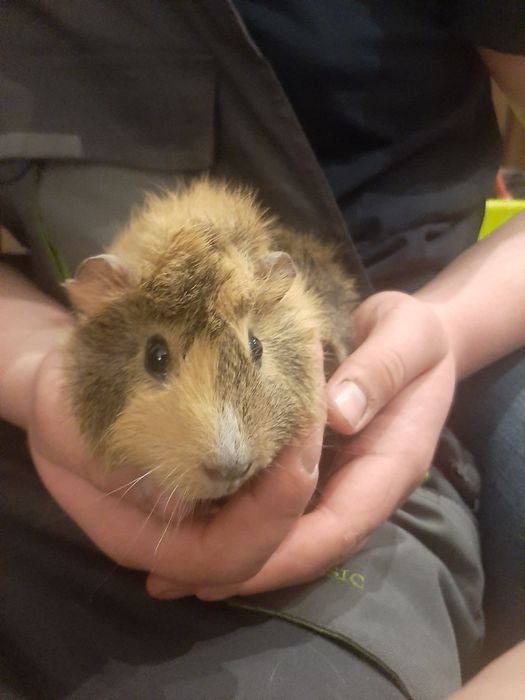 Sprzedam świnki morskie