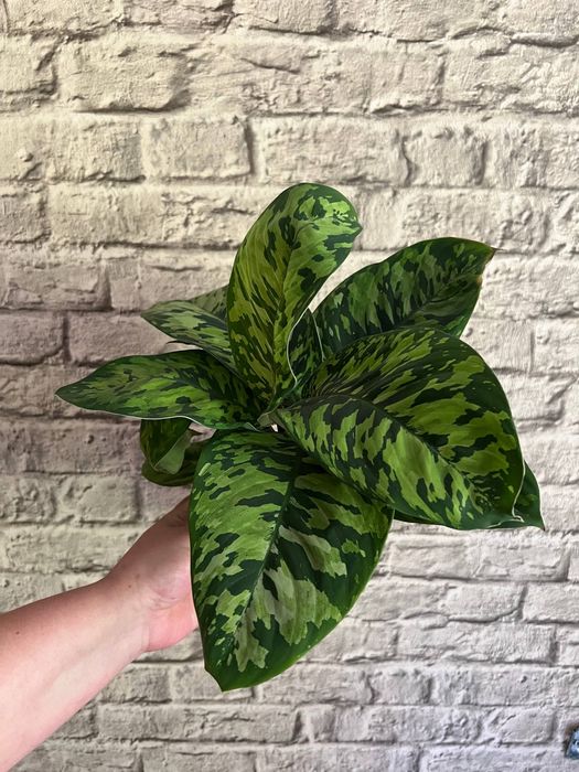 Хомаломена / Homalomena