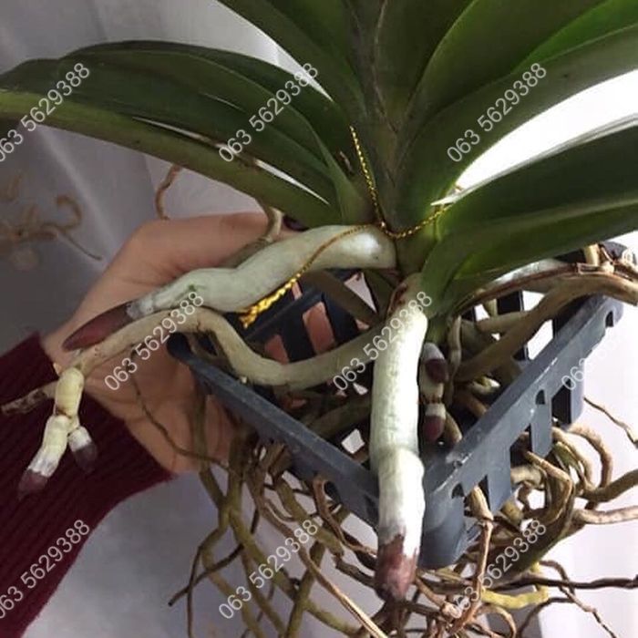 В наявності ОРИГІНАЛЬНИЙ реаніматор-стимулятор росту HB 101.