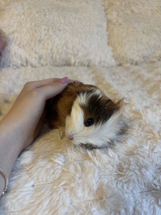 Świnki morskie samce wraz z klatką