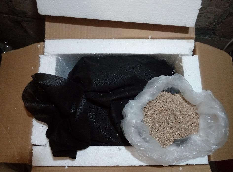 Маточник червя Дендробена Венета (Голландия)