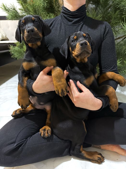 Щенки Добермана ТОП цуценя