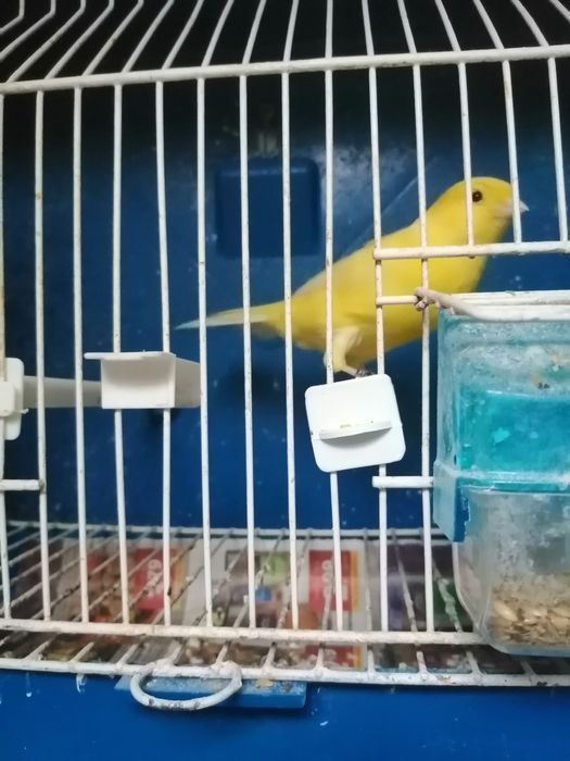 Canários amarelos nevados