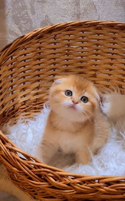 Шотландский мальчик Золотая шиншилла