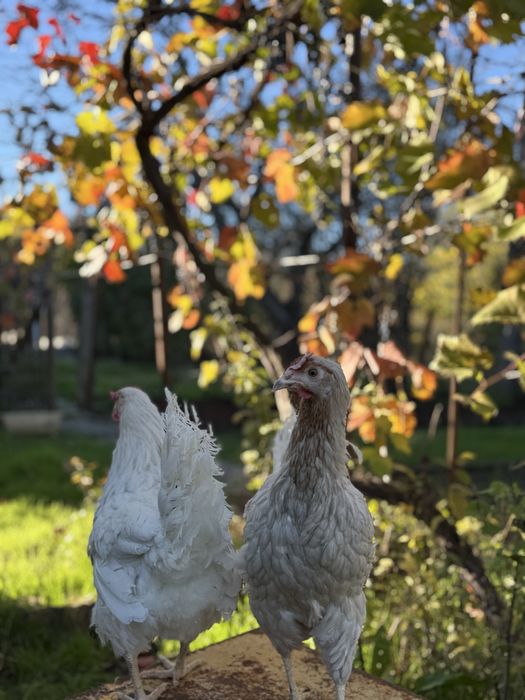 Куры несушки ломан сенди
