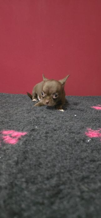 Chihuahua pelo curto