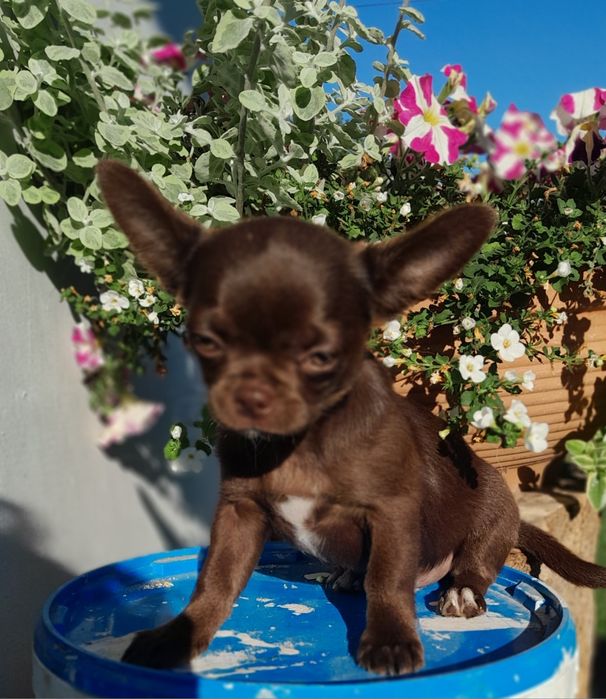 Chłopcy Chihuahua