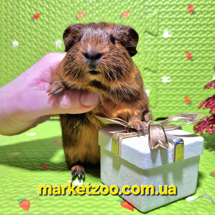 Ваш ідеальний пухнастий друг уже чекає на вас!