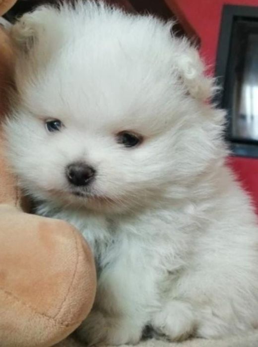 Spirz Anão Tenho Menina Lulu da pomerânia   da pomerânia Anão