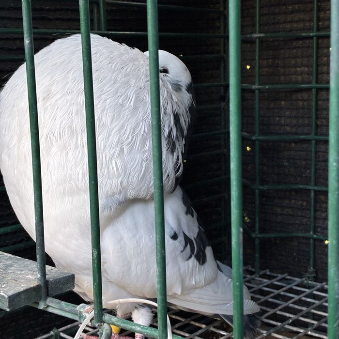 Pombos gaditanos em VNG