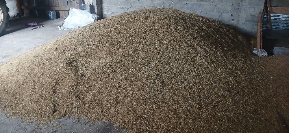 Owies tegoroczny zbiór