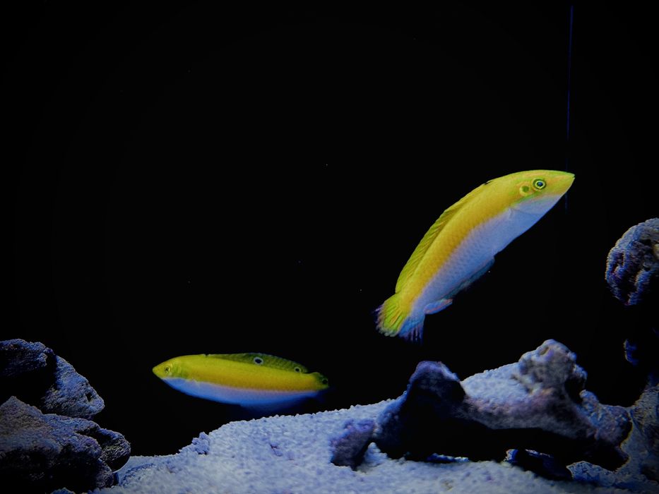 Parka Halichoeres trispilus S/M Wargacz na wirki Akwarium Morskie