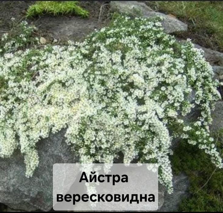 Продам айстру вересковидну