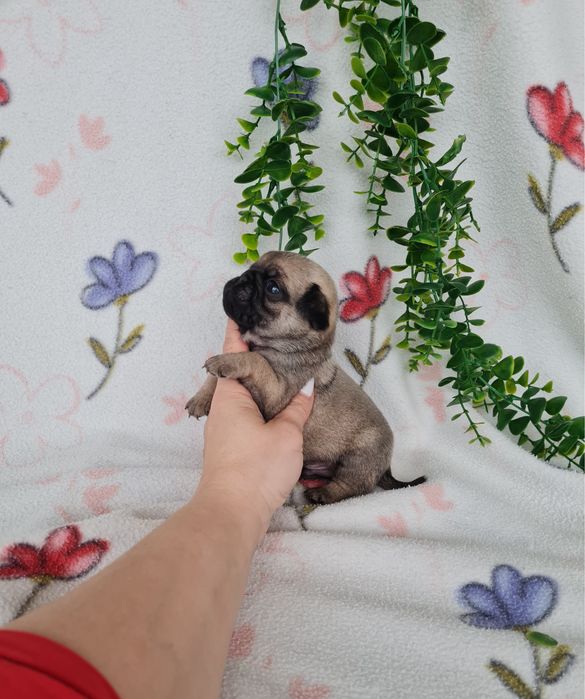 Estupendo menino Pug Carlin Beje de Qualidade