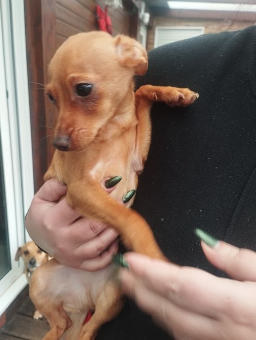 Para adoção 4 meses