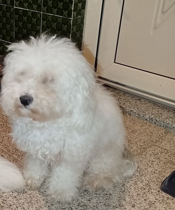 Caniche toy lindíssimo