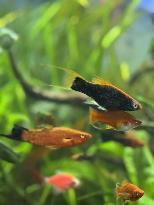 Rybki akwariowe