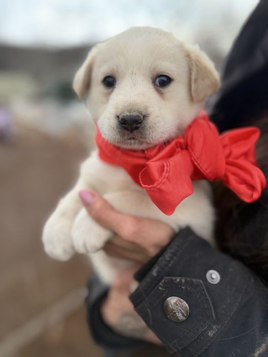 Щенки метисы лабрадора