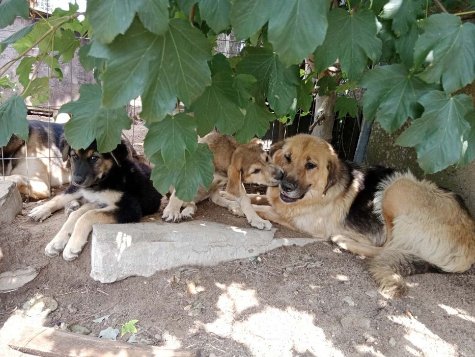 Oddam Pieska w dobre ręce za darmo