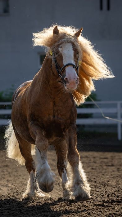 Ogier gypsy cob , Irish cob tinker stanówka