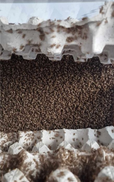 Swierszcze domowe wylęg 300+szt