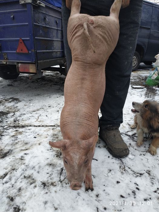 Поросята на откорм