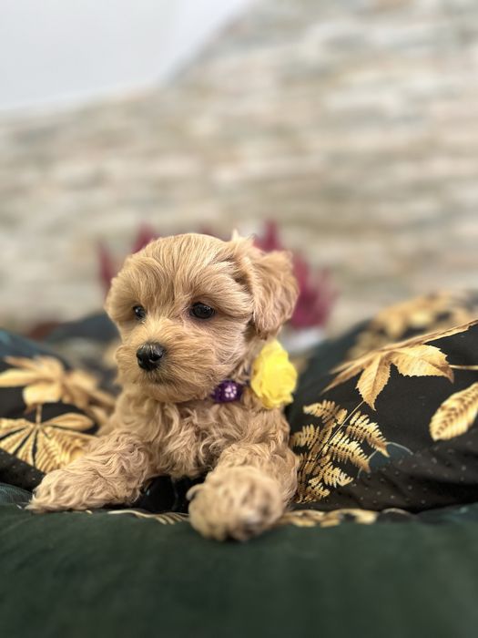 Mini Maltipoo, Mini suczka rodowód