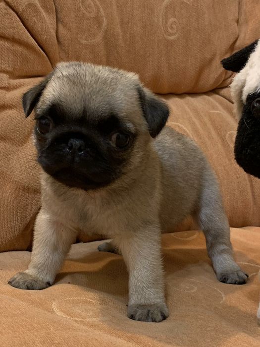 Бомбезні мопсики