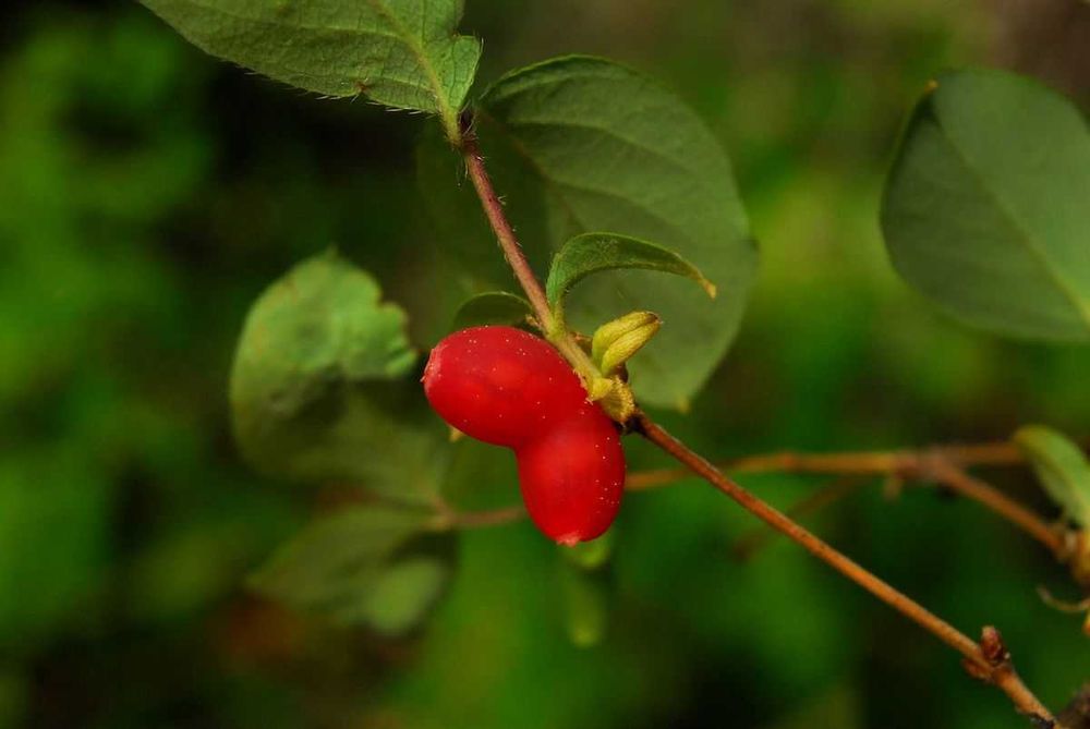 Mirtilo fruto vermelho em forma de CORAÇAO  Apenas envios
