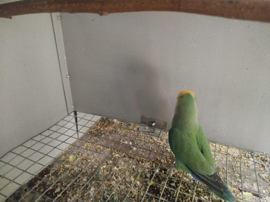 Agapornis machos e femeas