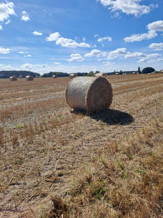 Sprzedam bele słomy zytniej