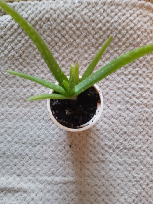 алое вера  60 грн.