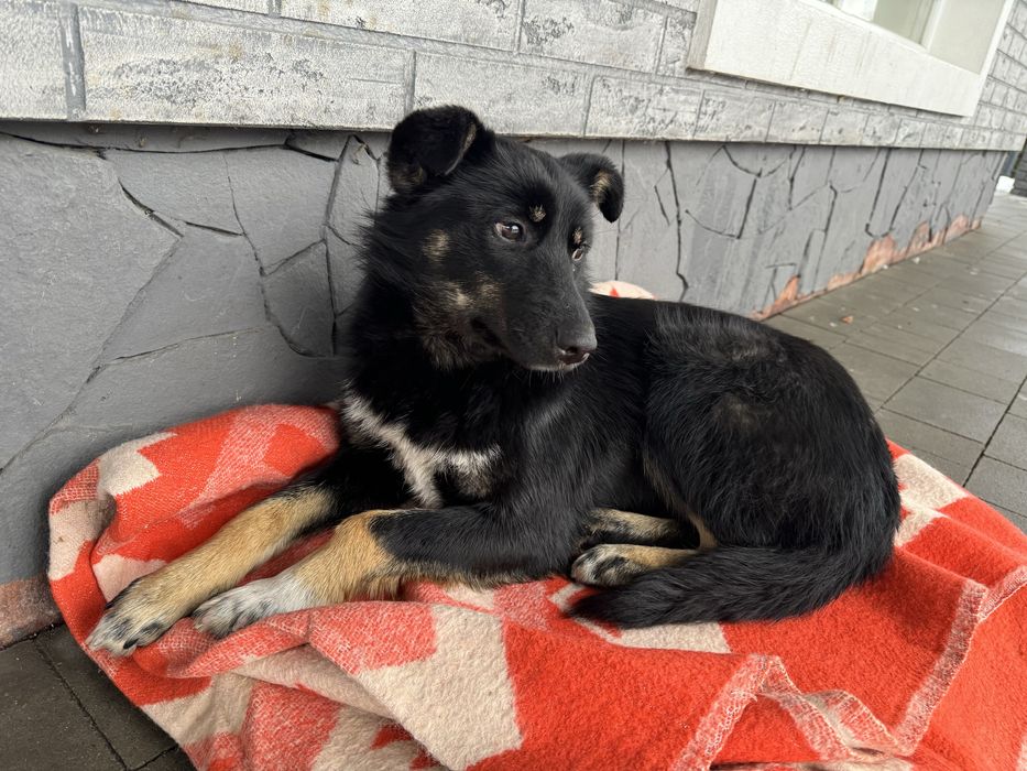 Молода собачка в добрі руки