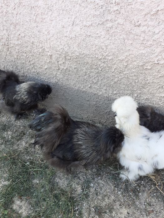 Sprzedam Kury silki 150zl