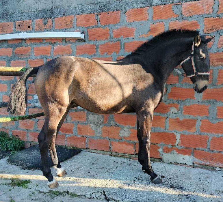 Poldra Puro Sangue Lusitano (1ano)
