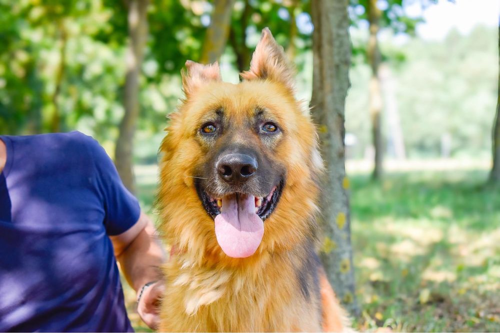 Cywil- pies w typie owczarka niemieckiego do adopcji