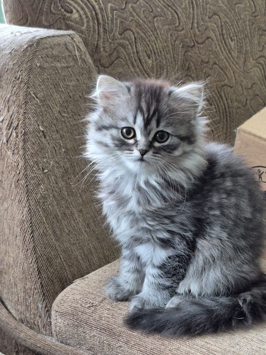 Продам шотландских котят