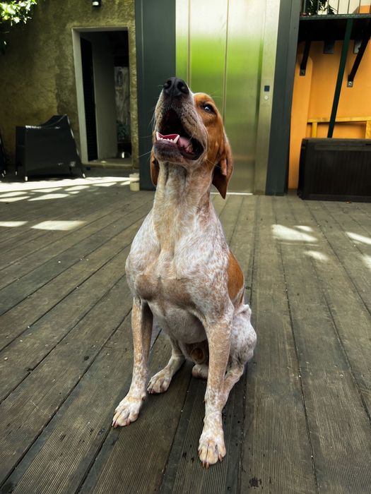 LAR DOCE CÃO - Hotel Canino Familiar