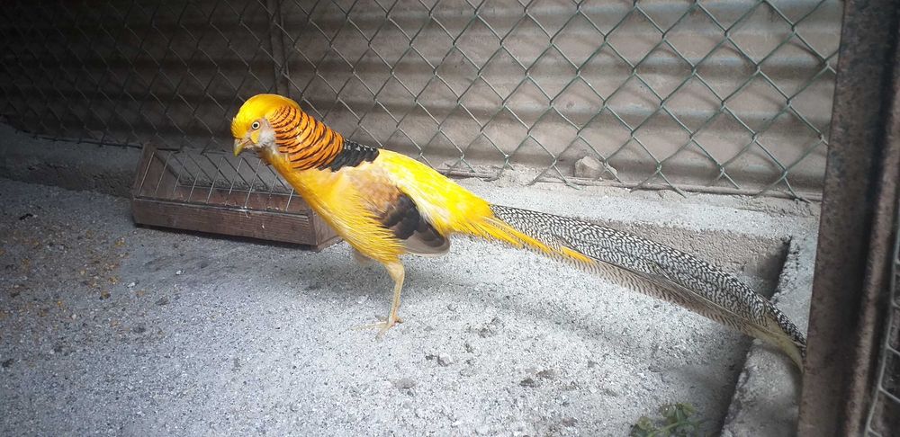 Faisões Gigi de 2025