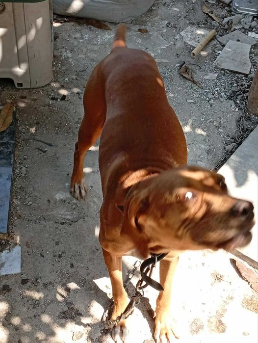 Cão perdigueiro português