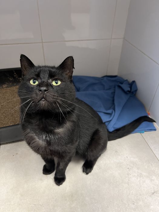 Bardzo pilnie dom dla kota! Nie ma dokad isc!